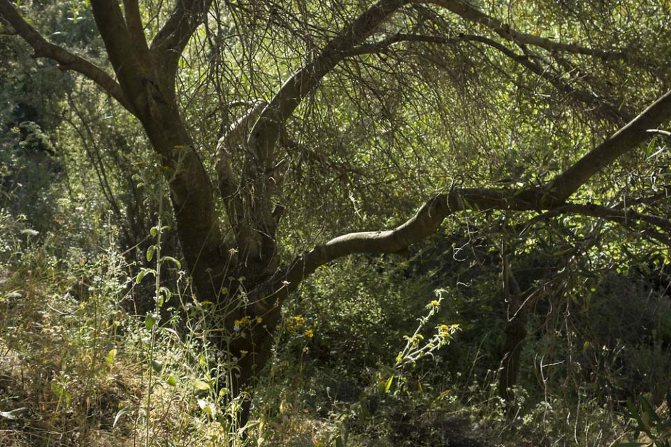 julian, konczak, photography, igreece, corfu, nature