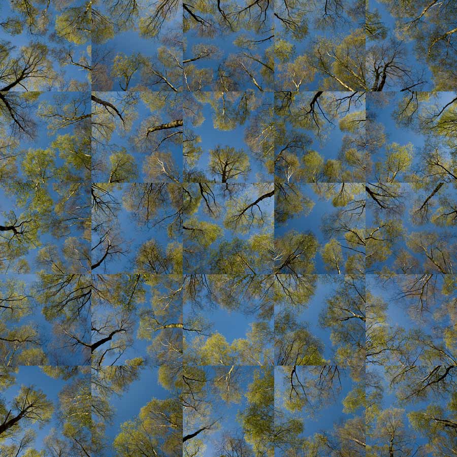 konczak photography art digital 25 new forest spring leaves