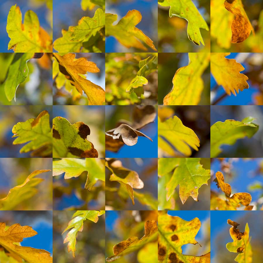 konczak photography art digital 25 new forest autumn