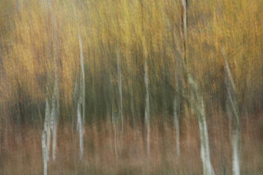 new forest blur julian konczak