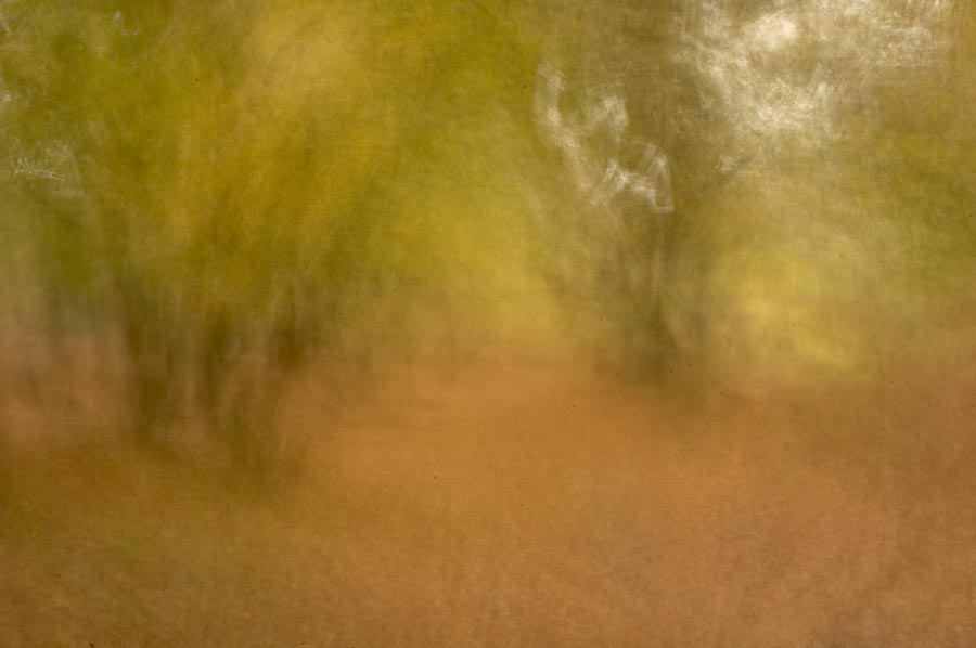 new forest blur julian konczak