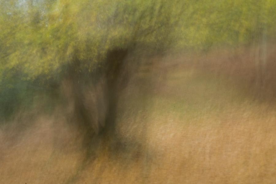 new forest blur julian konczak