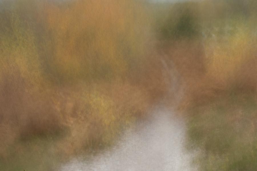 new forest blur julian konczak